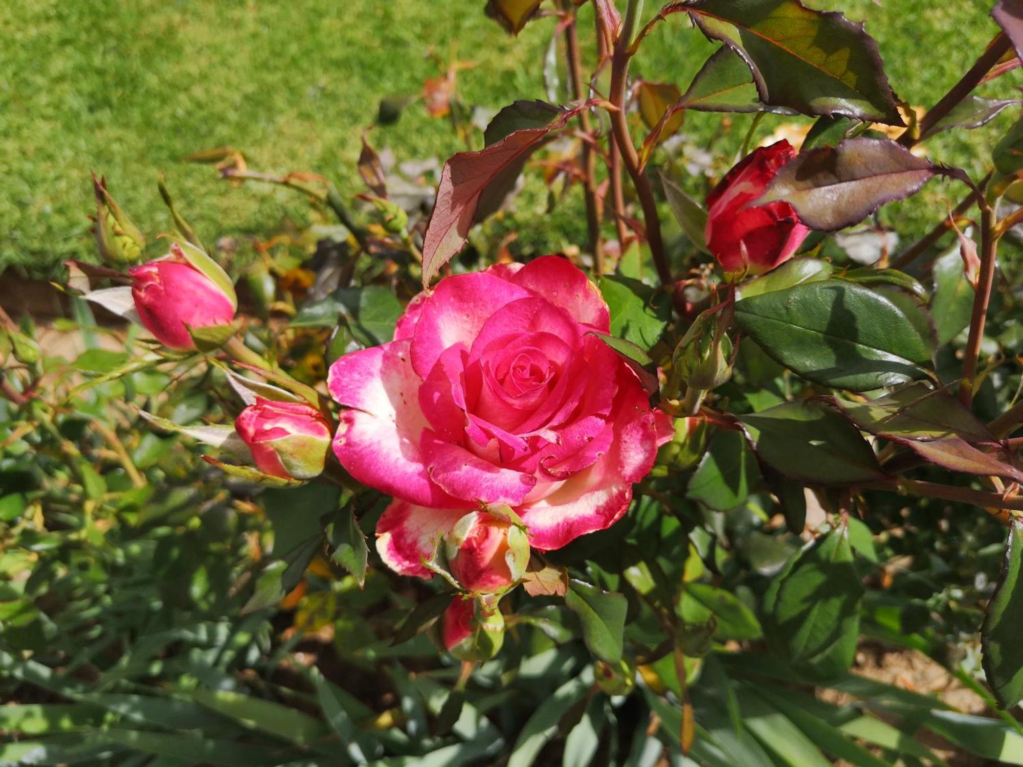 קלרנס Mt Horeb Manor מראה חיצוני תמונה