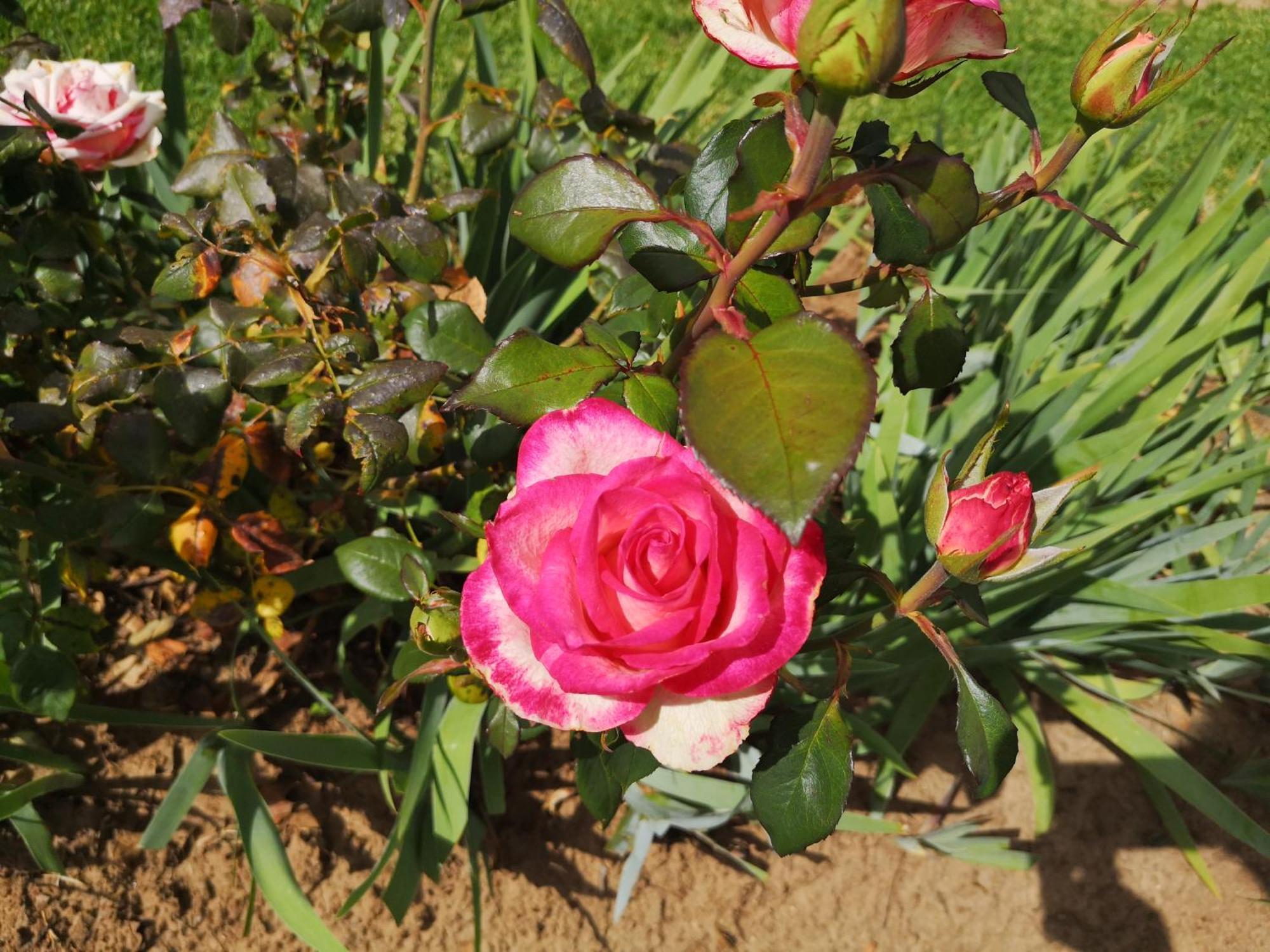 קלרנס Mt Horeb Manor מראה חיצוני תמונה
